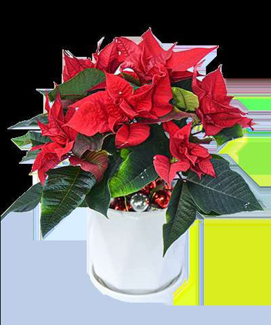 Christmas Gift - Poinsettia Plant